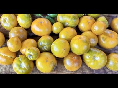 Томат Гном Эми из Огайо (Dwarf Amy’s Ohio)