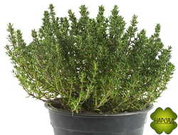 ТИМЬЯН ОБЫКНОВЕННЫЙ (ЧАБРЕЦ)