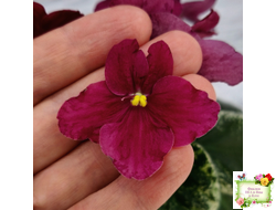 Mac's O'Scarlet O'Hara (G.McDonald) (Макс ОСкарлет Охара)