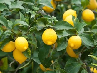 Лимон (Citrus limon) Испания, органик, 5 мл - 100% натуральное эфирное масло