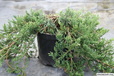 Можжевельник горизонтальный Джейд Ривер