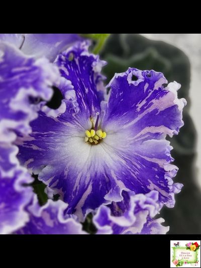 НД-Кристалл Сваровски (Н. Данилова-Суворова) 2019 г. (лист укоренённый)