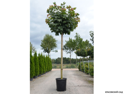 Клен остролистный Глобосум - Globosum