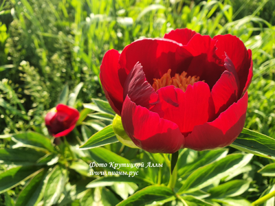 Пион Illini Warrior(Иллини Уорриор)