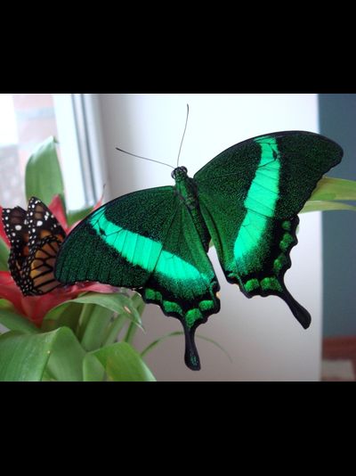 Салют из 10 тропических бабочек . Микс !