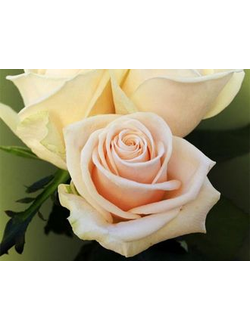 Роза Чайно-Гибридная Талея