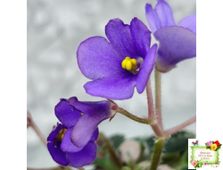 Н-Синий Лён (Н. Бердникова) 2015 г. трейлер