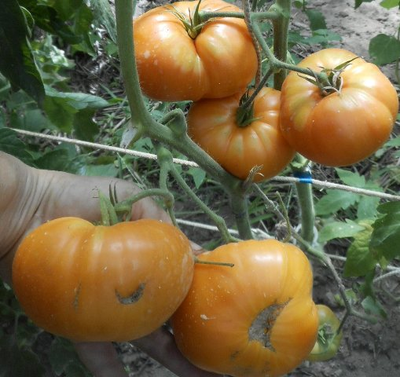 Томат Большой оранжевый хребет (Big Orange Cool Ridge)