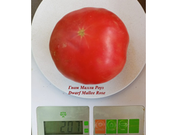 Гном Малли Роуз / Dwarf Mallee Rose