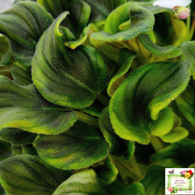 LV-Яночка (Л. Шевелева) 2023 г. трейлер (клакамас с кроновой пестролистностью)