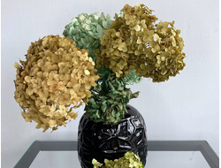 Гортензия (Сочи)