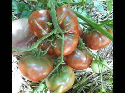 Томат Черный Франкенштейн (Frankenstein Black) США