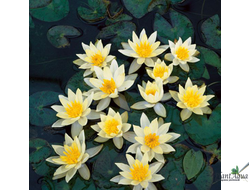 Нимфея Пигмея Хелволва