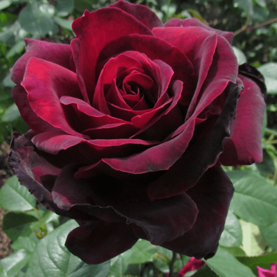 Сиэлд Вэтс д Кисс (Sealed With a Kiss)