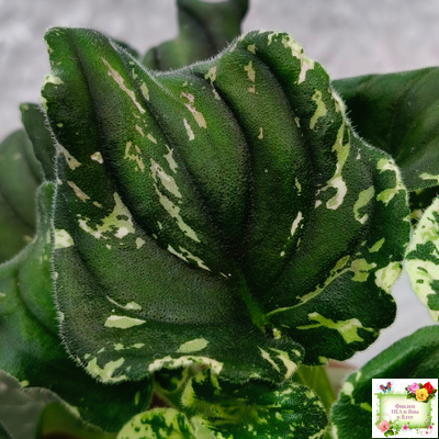 LV-Девятый Вал (Л. Шевелева) 2024 г. трейлер (пестролистный клакамас)