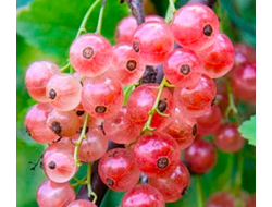 Смородина Роза чаир