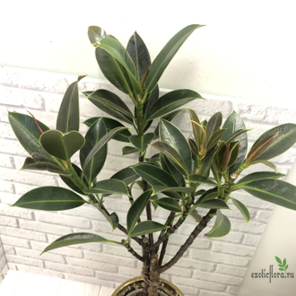 Фикус эластика ‘Найроби’ / Ficus Elastica Nairobi