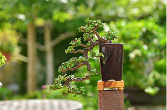 Портулакария Афра вариегата - Portulacaria Afra Variegata, Портулакария Африканская пестрая