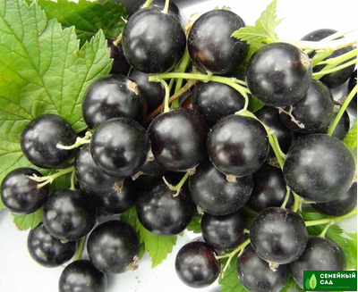 Комплект №1 (600 руб/саженец)