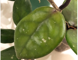 Hoya carnosa экзотика