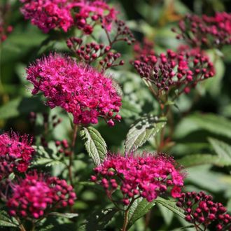 Энтони Ватерер спирея японская (Spiraea japonica Anthony Waterer) (20-40/3л)
