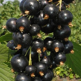 Смородина черная Селеченская (Ранняя)
