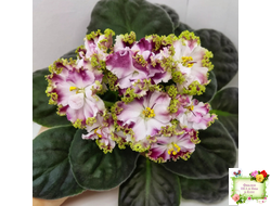 КО-Петушок Золотой Гребешок (О. Кособокова) 2016