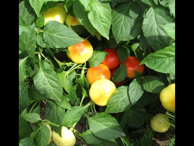 Перец острый Алма паприка (Яблочный перец, Alma Paprika)