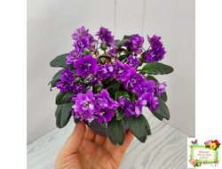 Senk's Longlegs (R. Follett/D. Senk) трейлер (укор. пасынок)