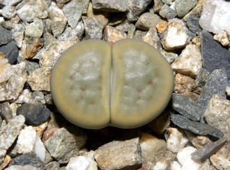 Lithops schwantesii v.marthae C299 - 10 семян