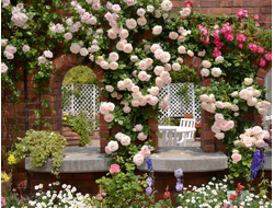 плетистые.   ОКС