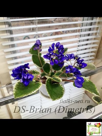 DS-Brian (Dimetris) 2014 г. (пестролистная бастл-листва)