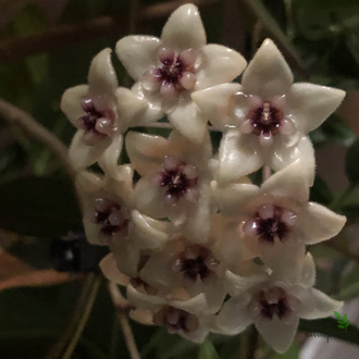 Hoya Gildingii
