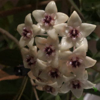 Hoya gildingii