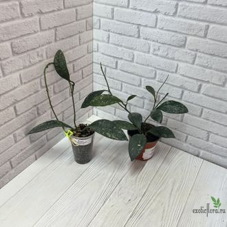 24/07/25 Hoya Rundumensis Splash