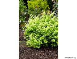 Барбарис Тунберга Голден Хоризон фото в саду красовский-сад.рф