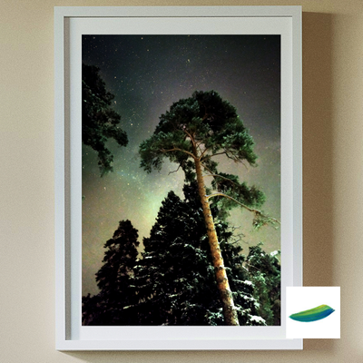 Интерьерный постер «Сосна». Коллекция «Зимушка-зима».
