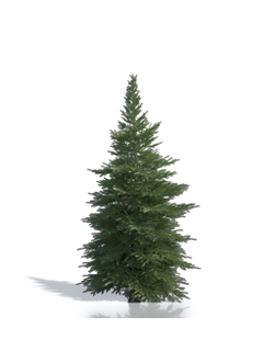 Billboards Ель летняя_10