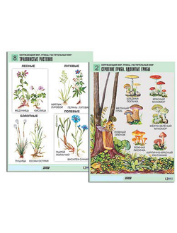 Комплект таблиц для нач. шк. "Окружающий мир. Грибы. Растительный мир" (12 табл., формат А1, лам.)