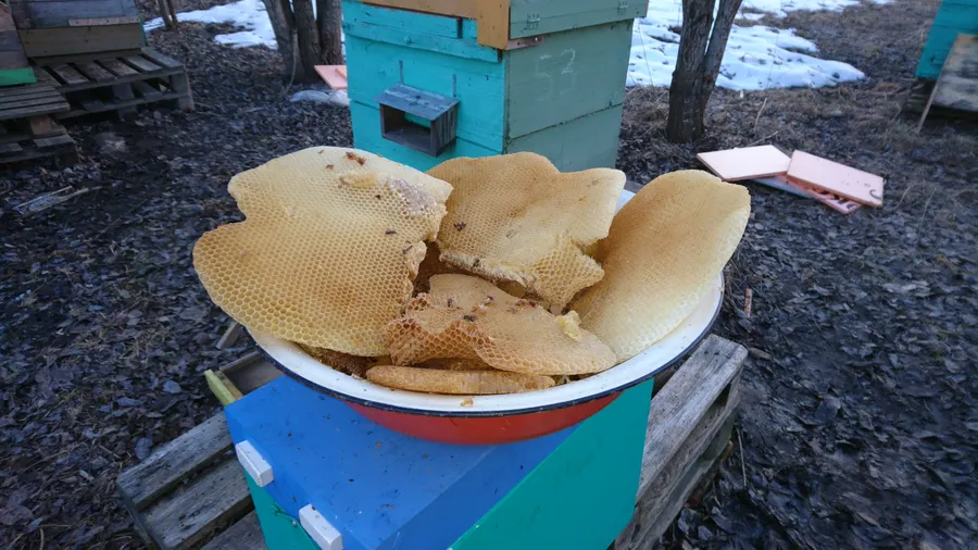 Срезал языки при переводе семей в первый корпус