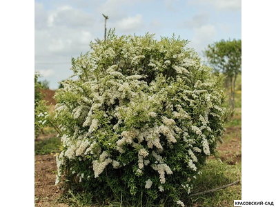 Спирея серая Грефшейм - Grefsheim в форме шара