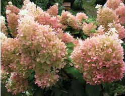 Фантом (Phantom)