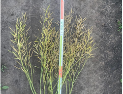 Рапс сорт Гедемин РС1(яровой)