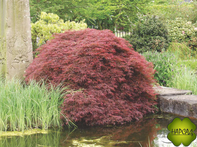 Клен веерный АТРОПУРПУРЕУМ (САЖНЕЦ 90-70 см)