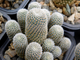 Aylostera heliosa v. cajasensis LH 1229 (H=40, D=20мм)