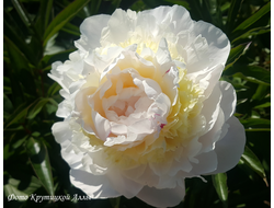 Пион Bridal Shower (Брайдл  Шоуэр)