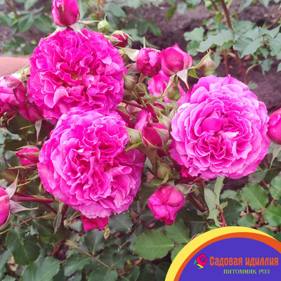 Агнес Шиллингер (Agnes Schillinger)