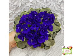 Harmony's Little Stinker-2 (Harmony) листовая химера