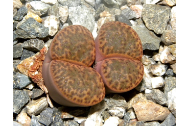 Lithops bromfieldii v.insularis 2
 