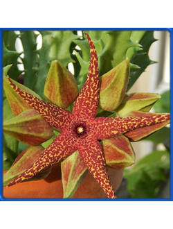 Orbea lutea ssp. vaga